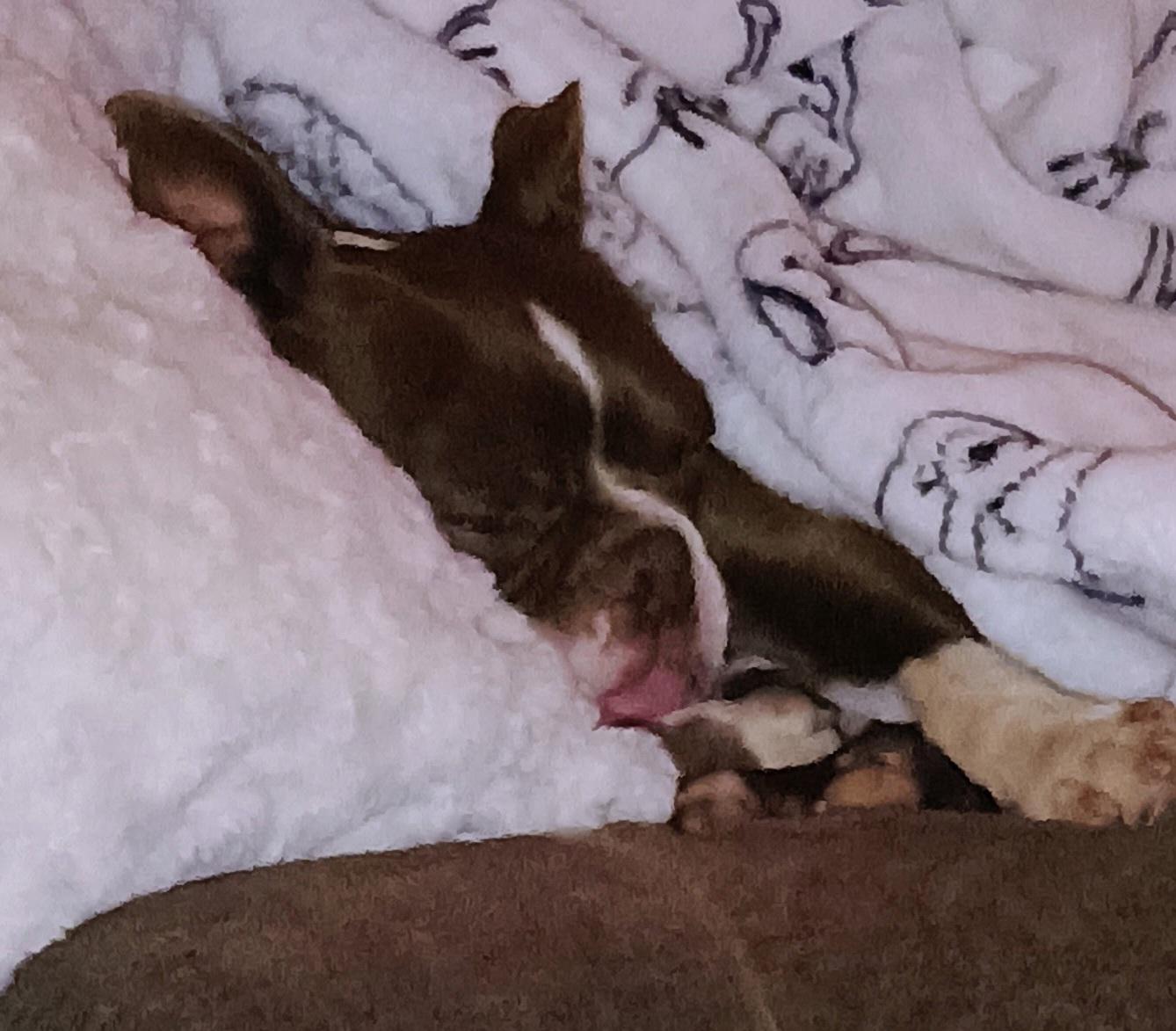 Enlarge Tucker - pending, a Adoptable Boston Terrier in Wichita, KS image 5/5