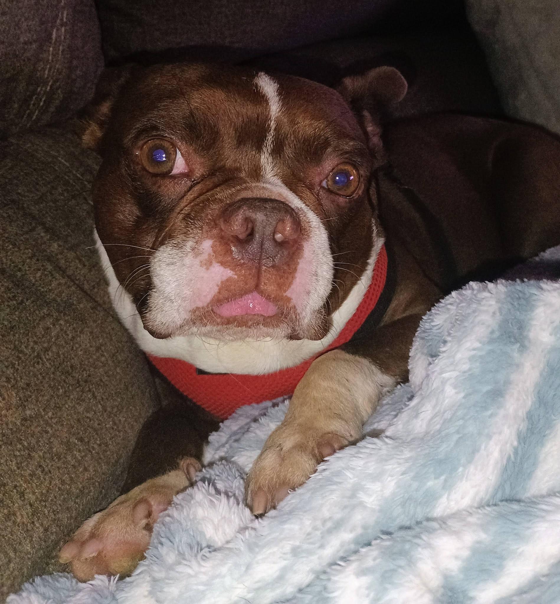 Enlarge Tucker - pending, a Adoptable Boston Terrier in Wichita, KS image 2/5