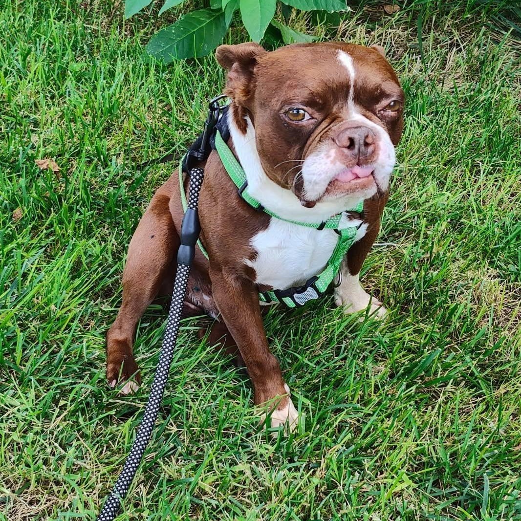 Enlarge Tucker - pending, a Adoptable Boston Terrier in Wichita, KS image 1/5