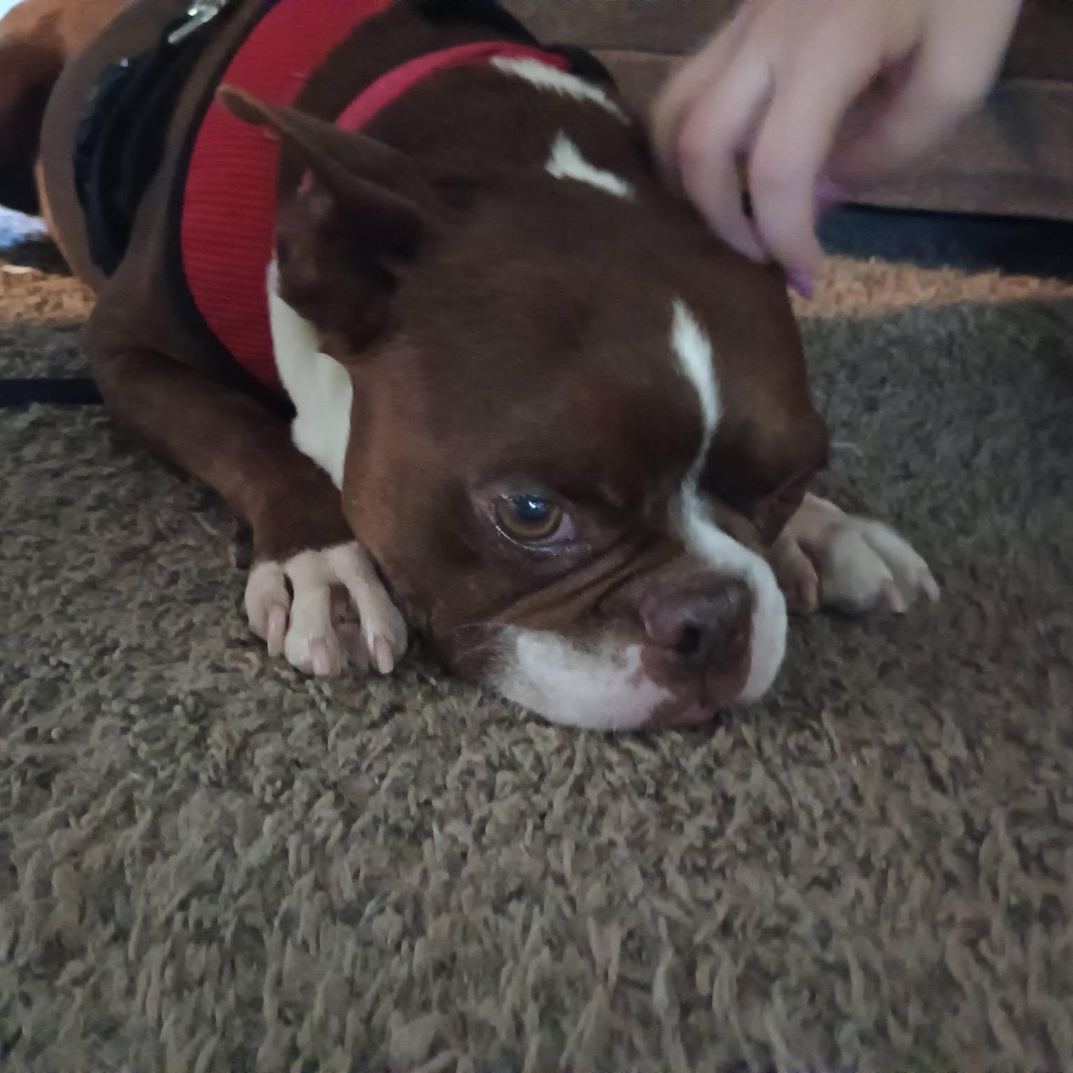 Enlarge Tucker - pending, a Adoptable Boston Terrier in Wichita, KS image 3/5