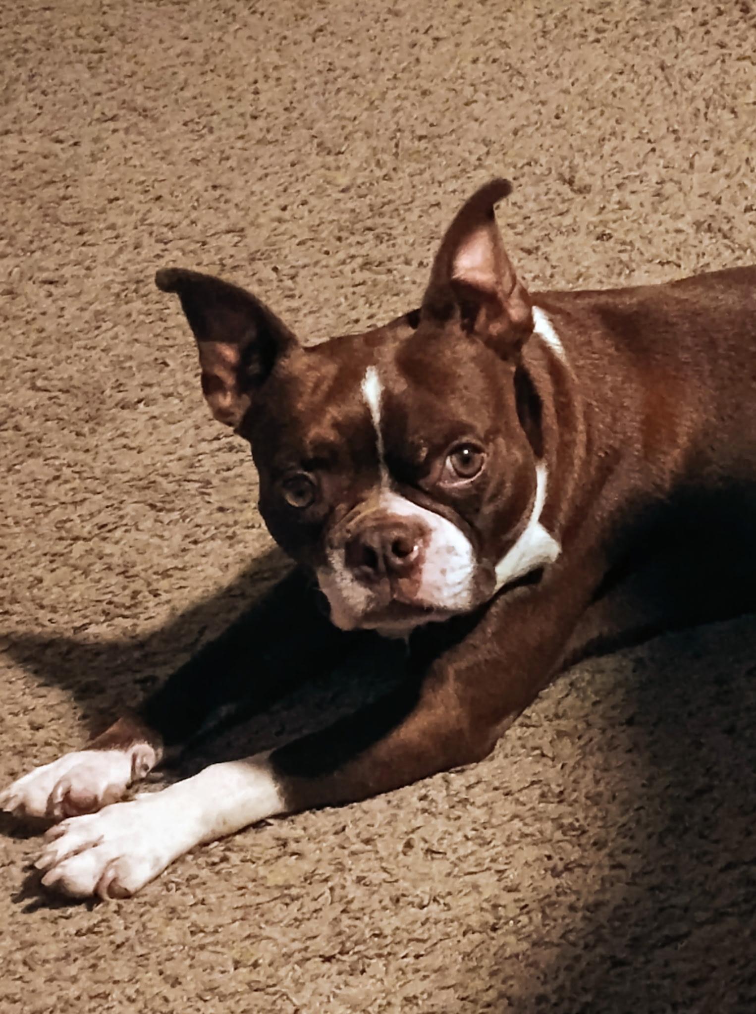 Enlarge Tucker - pending, a Adoptable Boston Terrier in Wichita, KS image 4/5