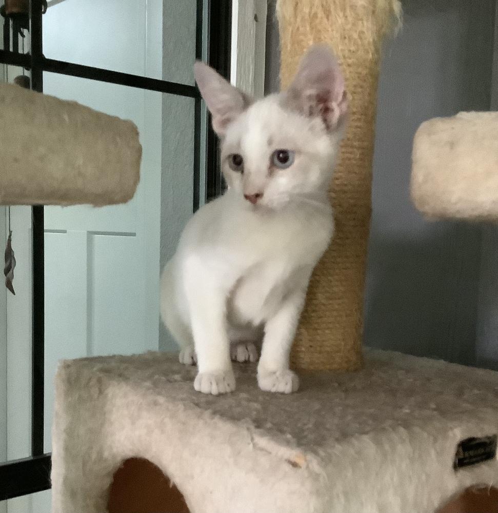 Rocko, Adoptable, Kitten Male Siamese & American Shorthair.
