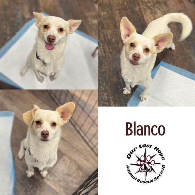 Blanco, Adoptable, Young Male Chihuahua & Terrier.