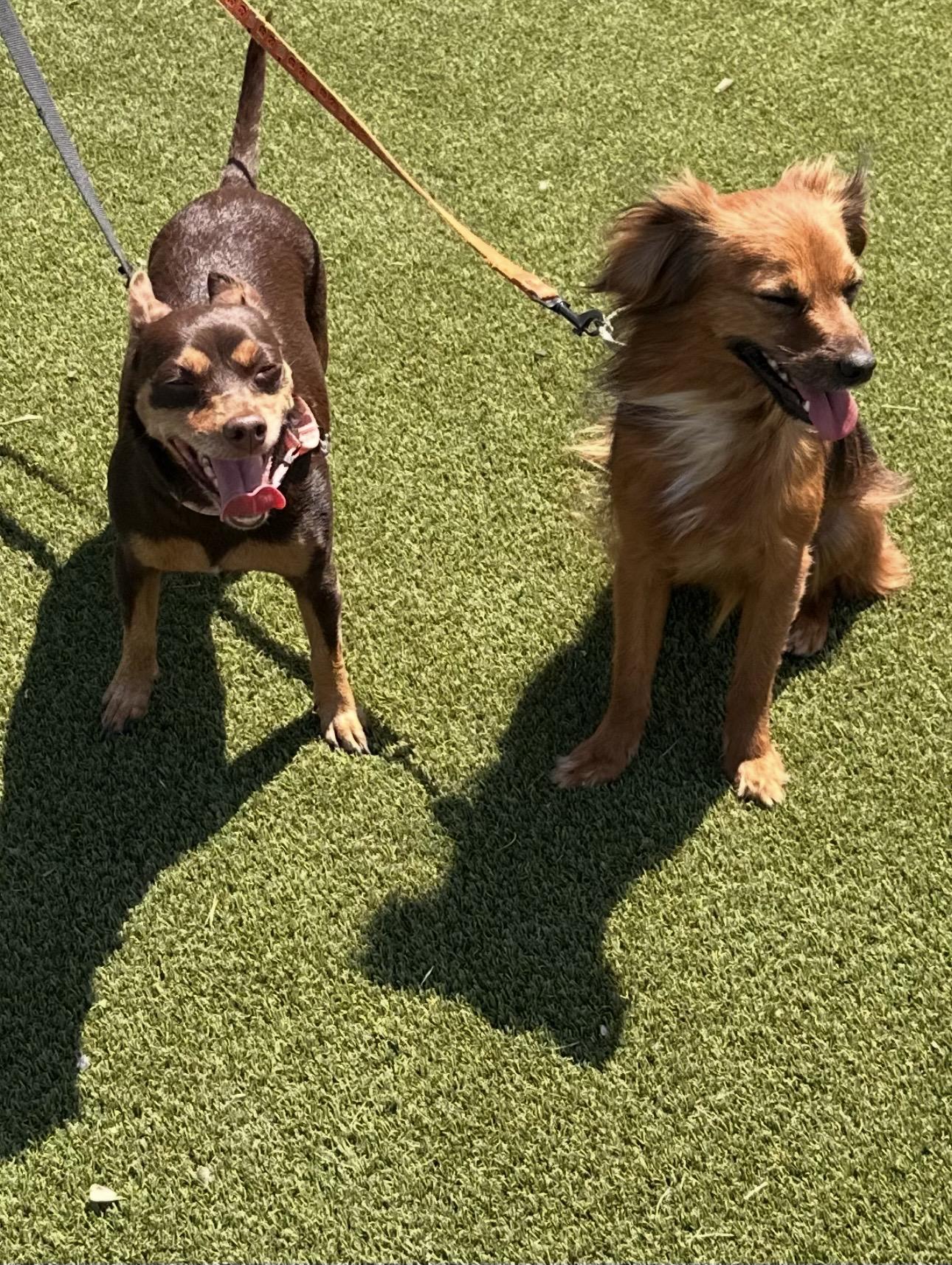 Enlarge Little Doggy, an adopted mixed breed in Hartford , CT image 5/6