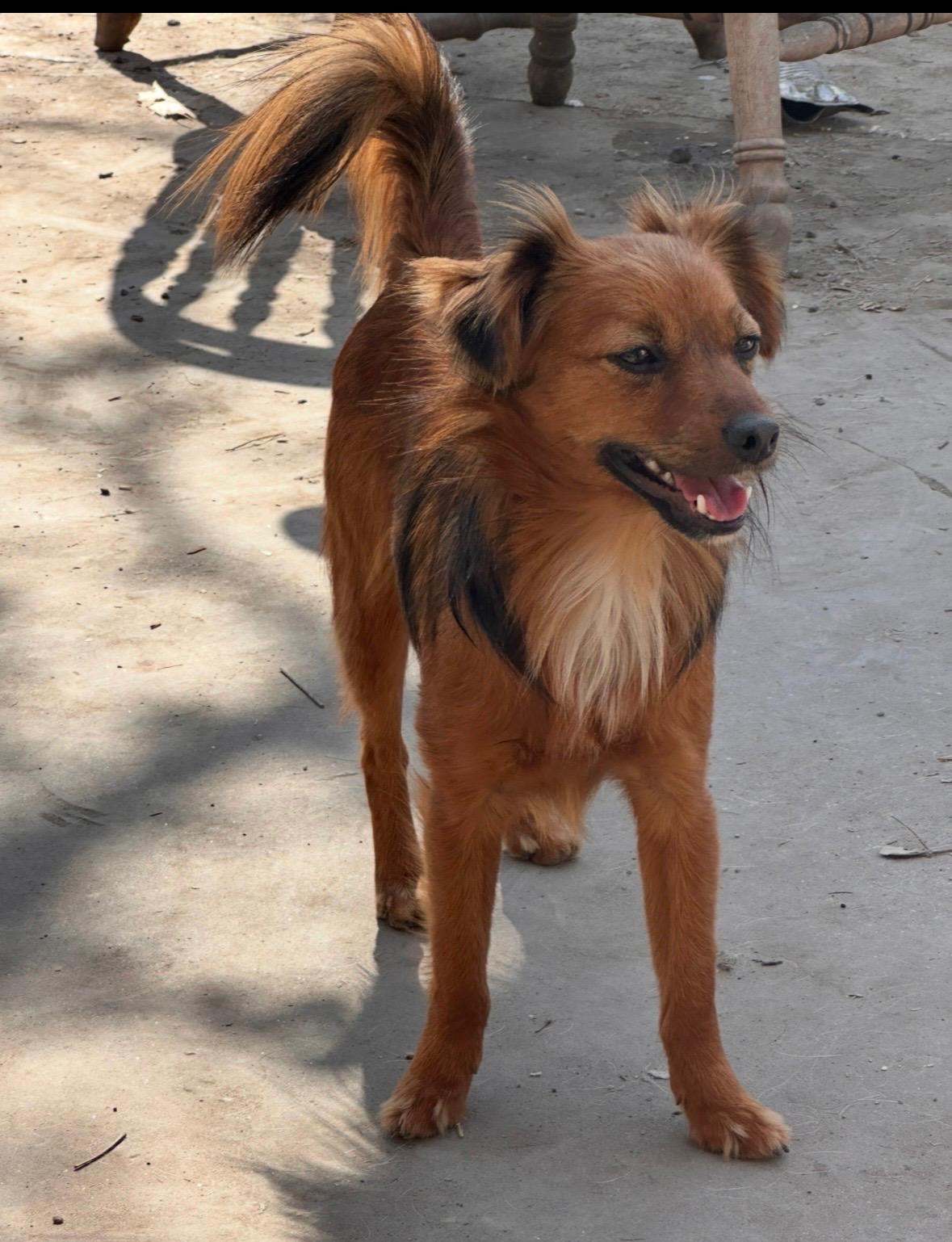 Little Doggy, adopted, Adult Male Chihuahua.