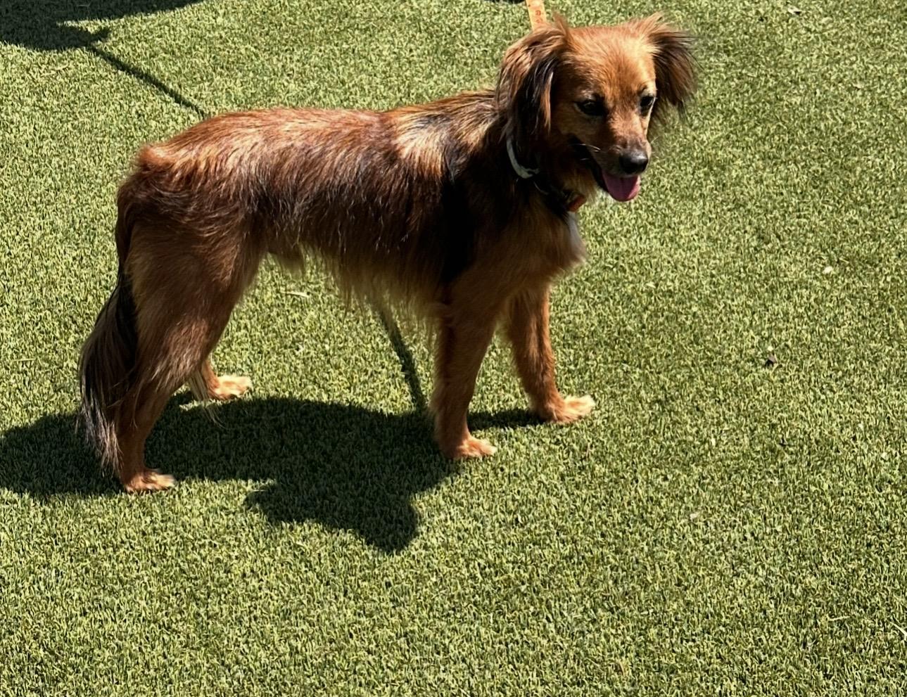 Enlarge Little Doggy, an adopted mixed breed in Hartford , CT image 4/6