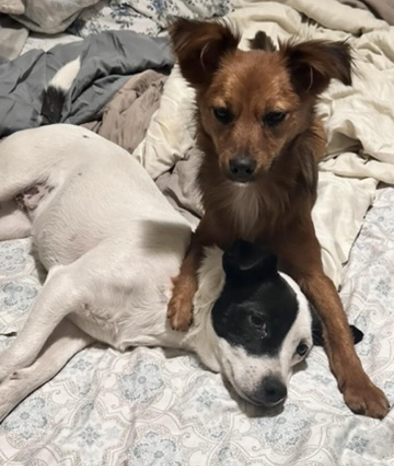 Enlarge Little Doggy, an adopted mixed breed in Hartford , CT image 3/6