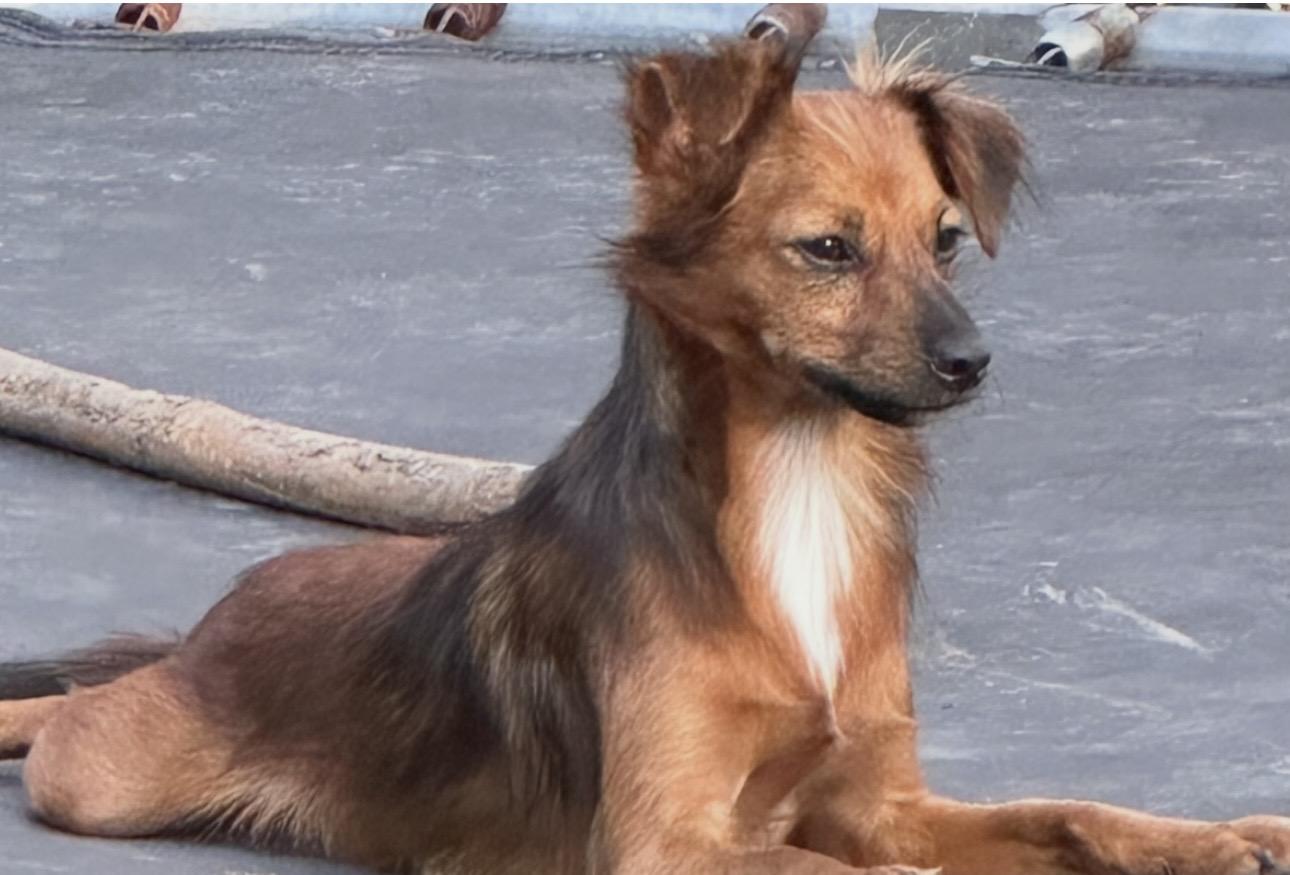 Enlarge Little Doggy, an adopted mixed breed in Hartford , CT image 2/6