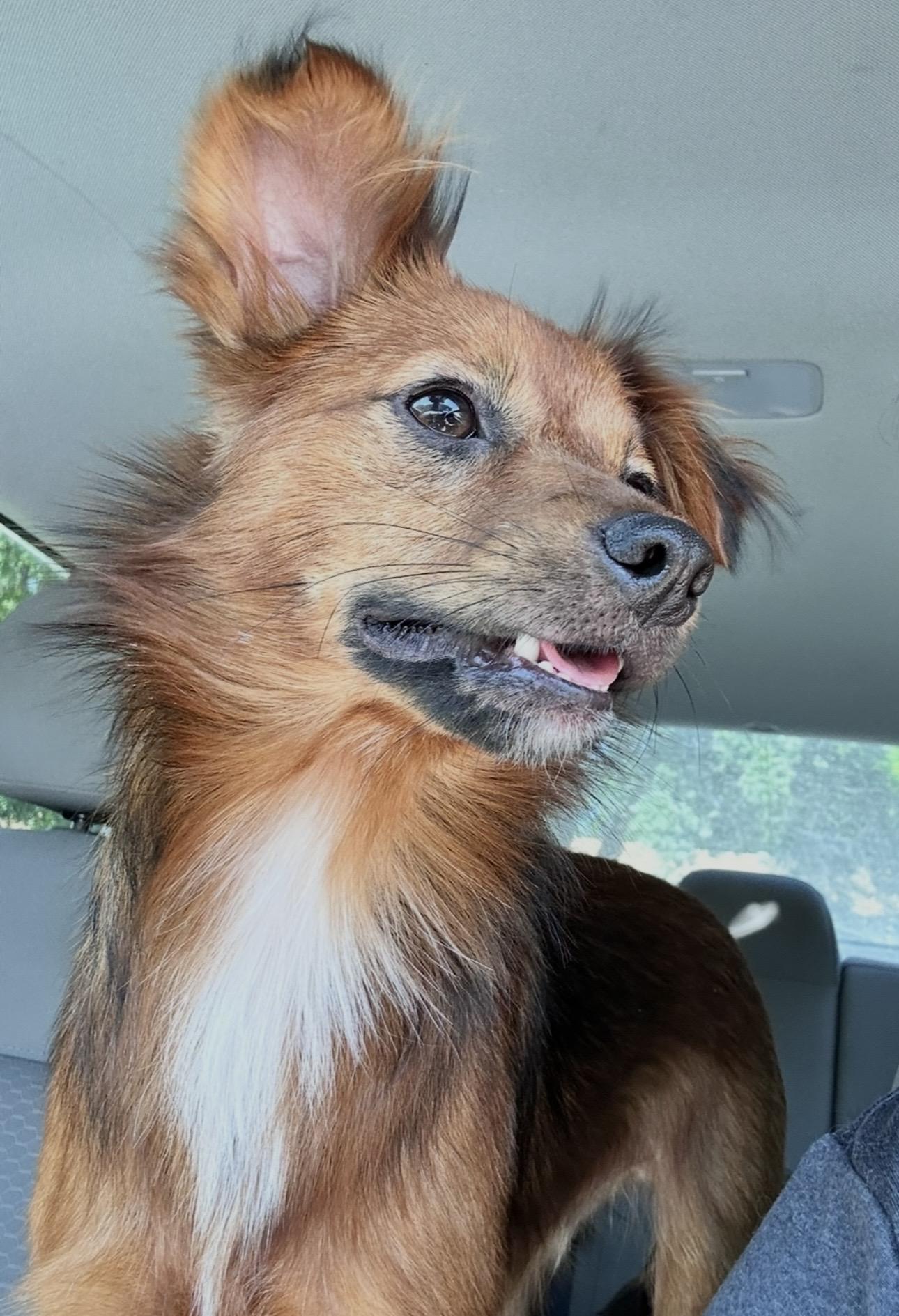 Enlarge Little Doggy, an adopted mixed breed in Hartford , CT image 6/6