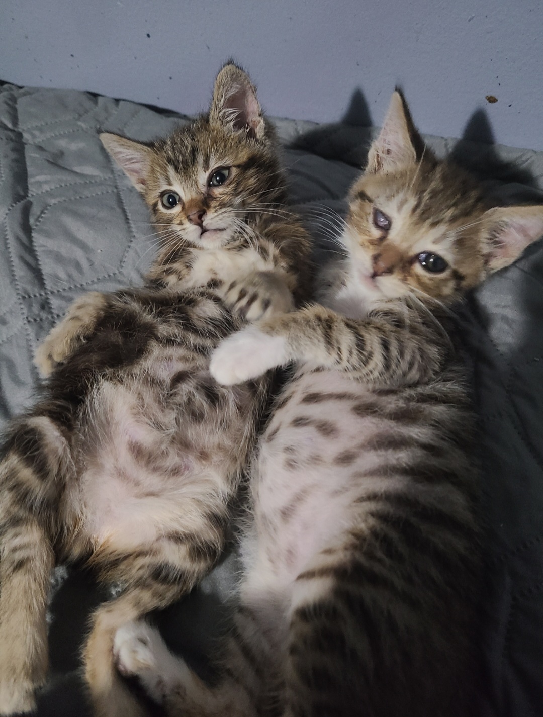 Wonton, a Adoptable mixed breed in Los Angeles, CA image 4/5