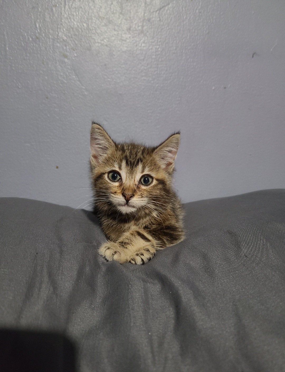 Wonton, a Adoptable mixed breed in Los Angeles, CA image 3/5