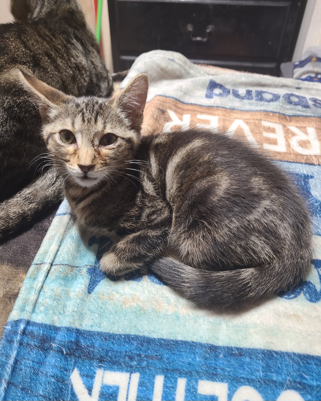 Wonton, a Adoptable mixed breed in Los Angeles, CA image 1/5