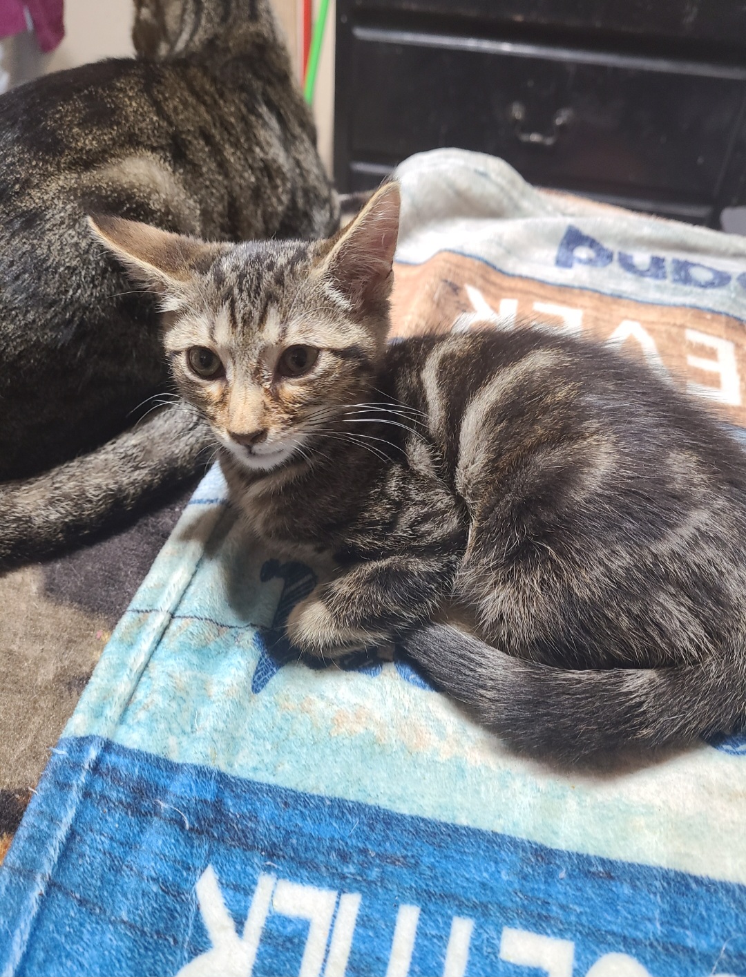 Wonton, a Adoptable mixed breed in Los Angeles, CA image 2/5