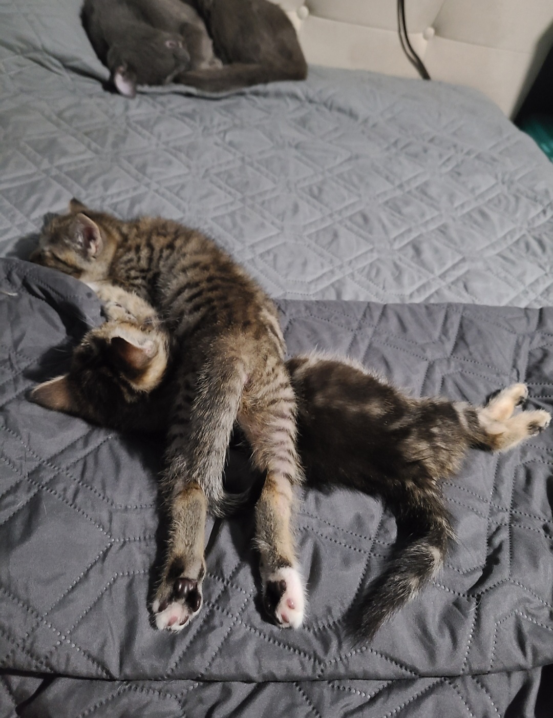 Wonton, a Adoptable mixed breed in Los Angeles, CA image 5/5