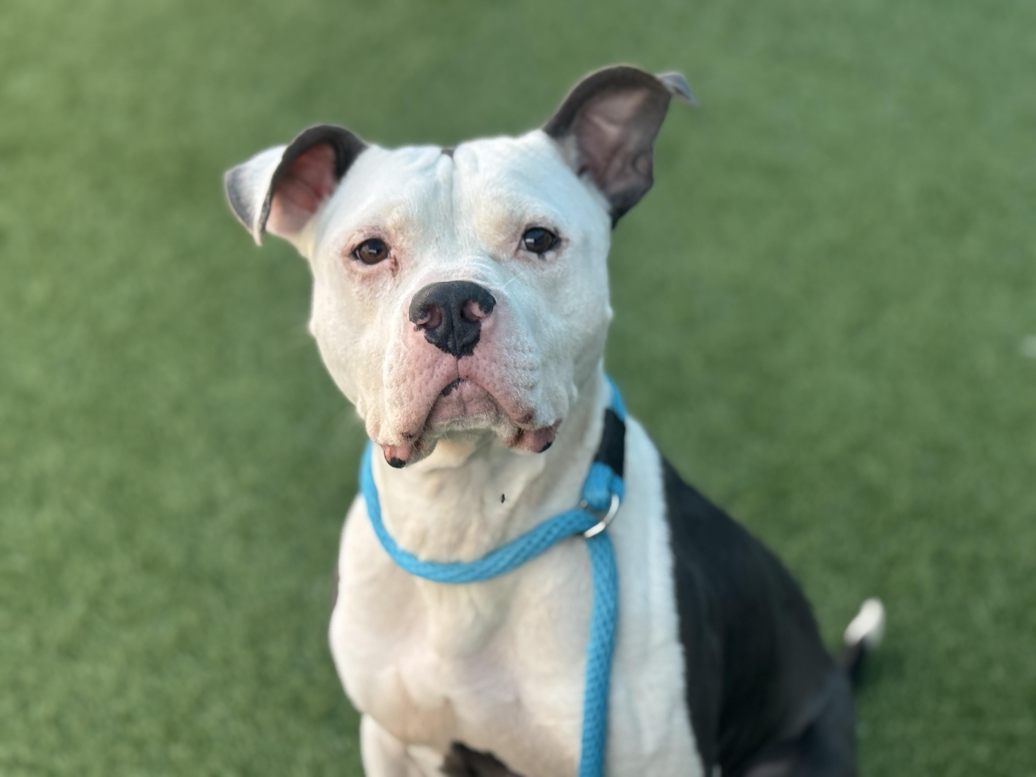 Zeke **Courtesy Post. Out of town pet. See below for details**