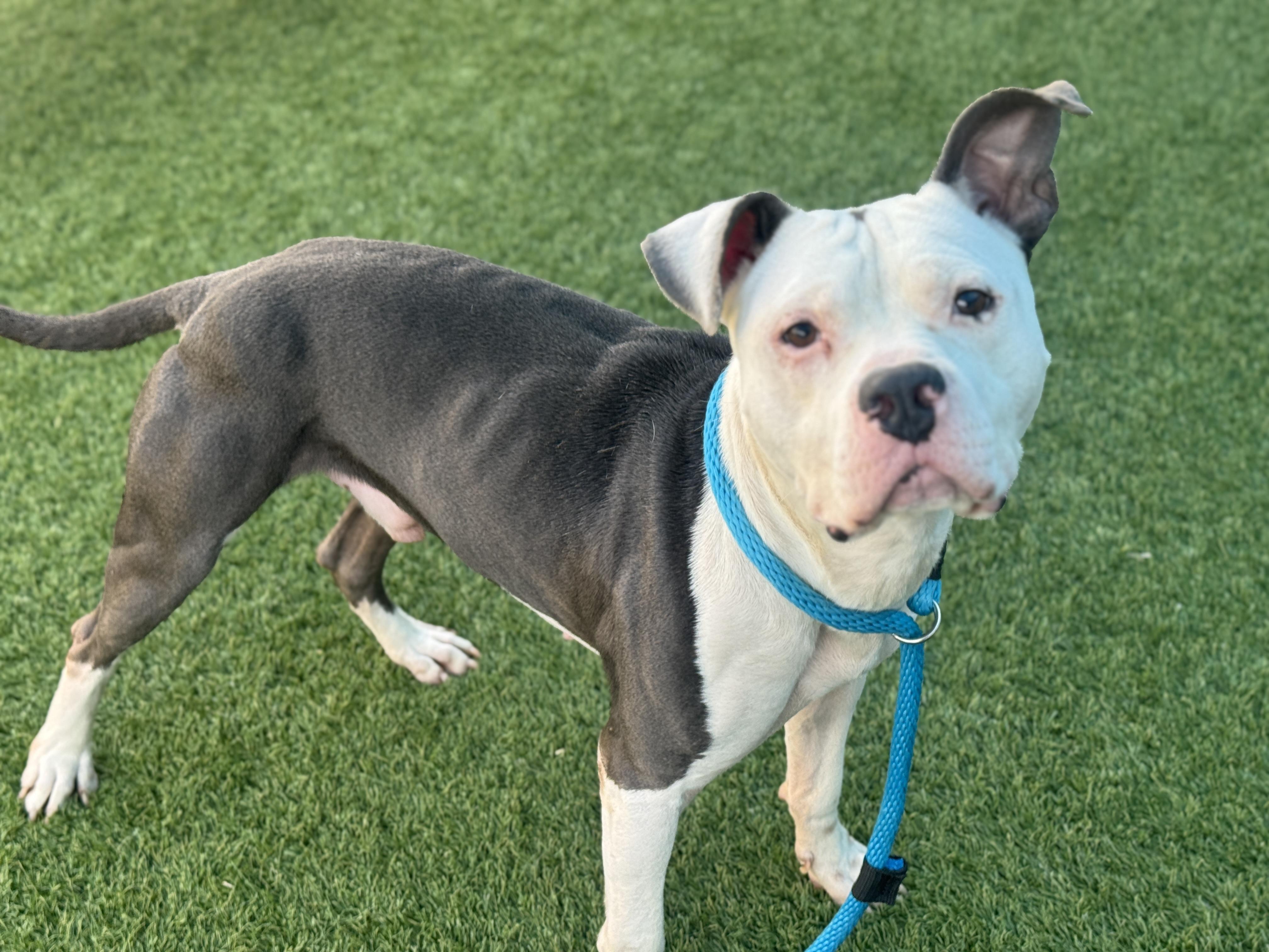 Zeke **Courtesy Post. Out of town pet. See below for details**