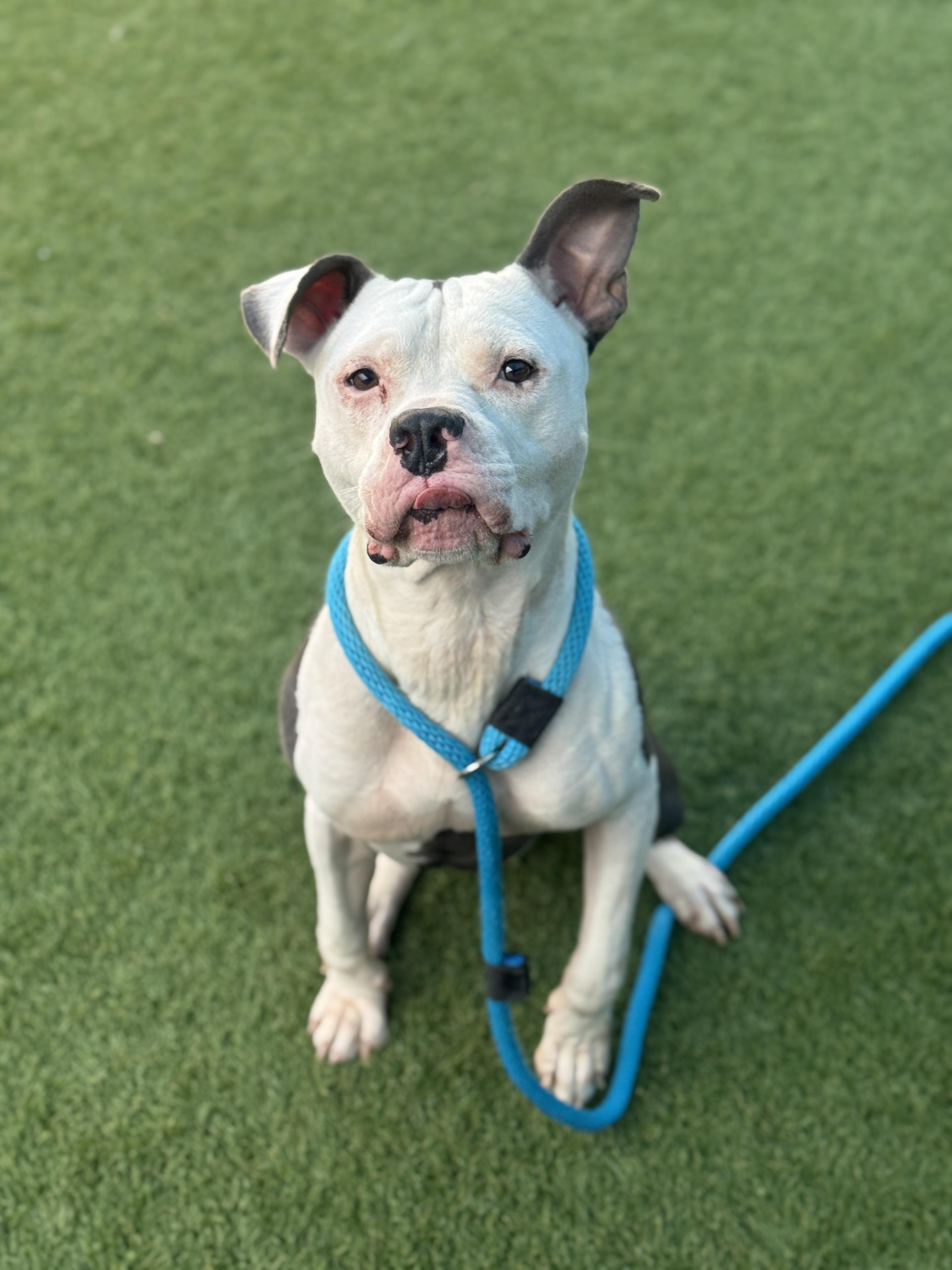 Zeke **Courtesy Post. Out of town pet. See below for details**