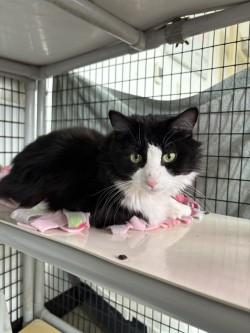 Big guy, ADOPTABLE, Adult Male Domestic Long Hair.