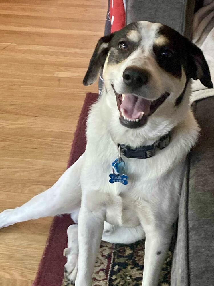 Beans, Adoptable, Adult Male Mixed Breed.