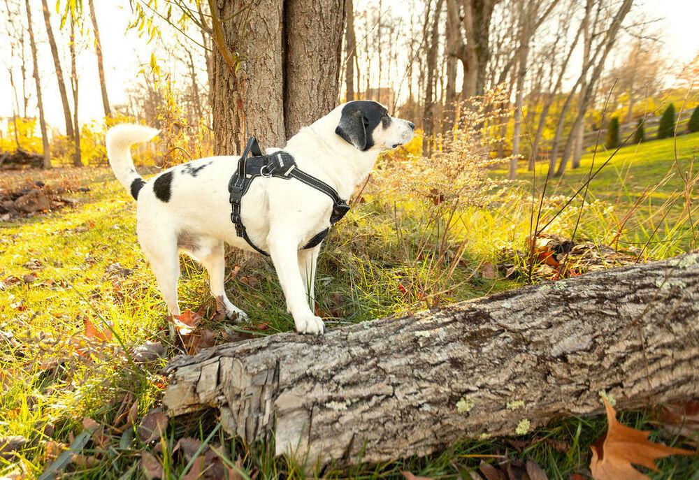 Beans, a Adoptable mixed breed in New Albany, OH image 2/2