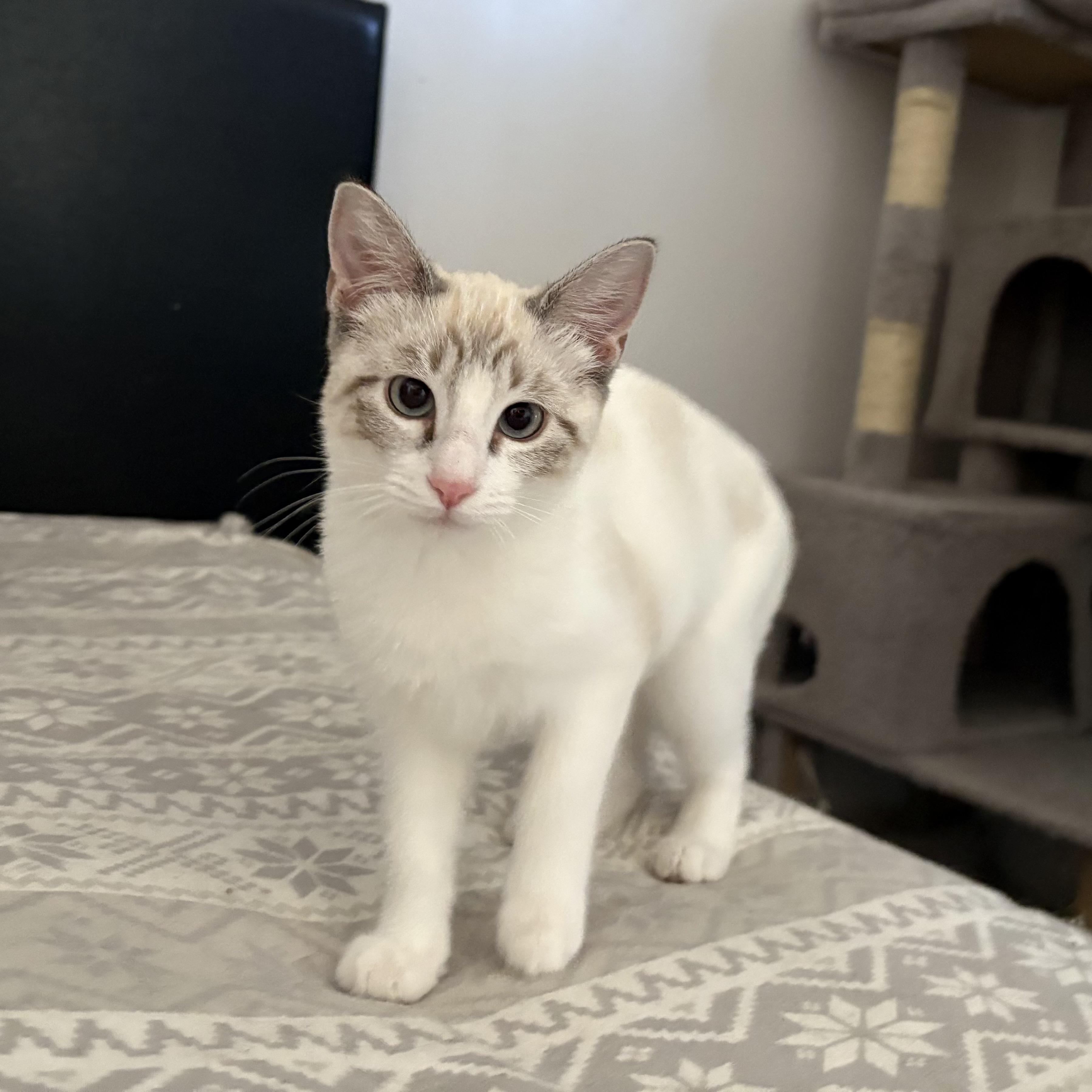 Enlarge Chamomile, a Adoptable Siamese in La Canada, CA image 1/2