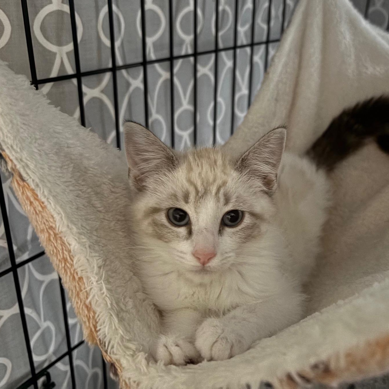 Enlarge Chamomile, a Adoptable Siamese in La Canada, CA image 2/2