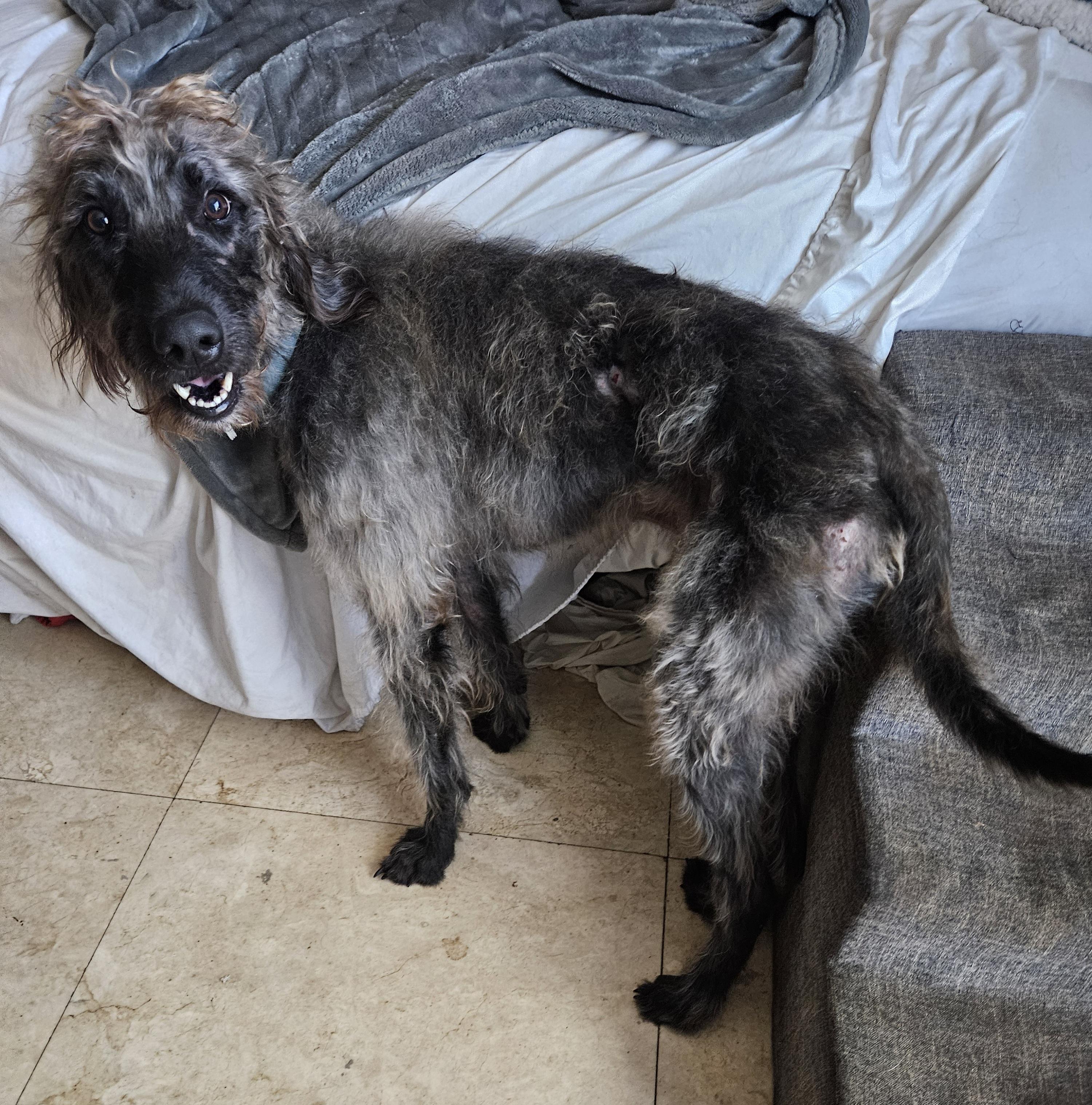Grand. Extraordinary. High Intelligence. G E N T L E, a Adoptable mixed breed in St. Petersburg, FL image 2/4