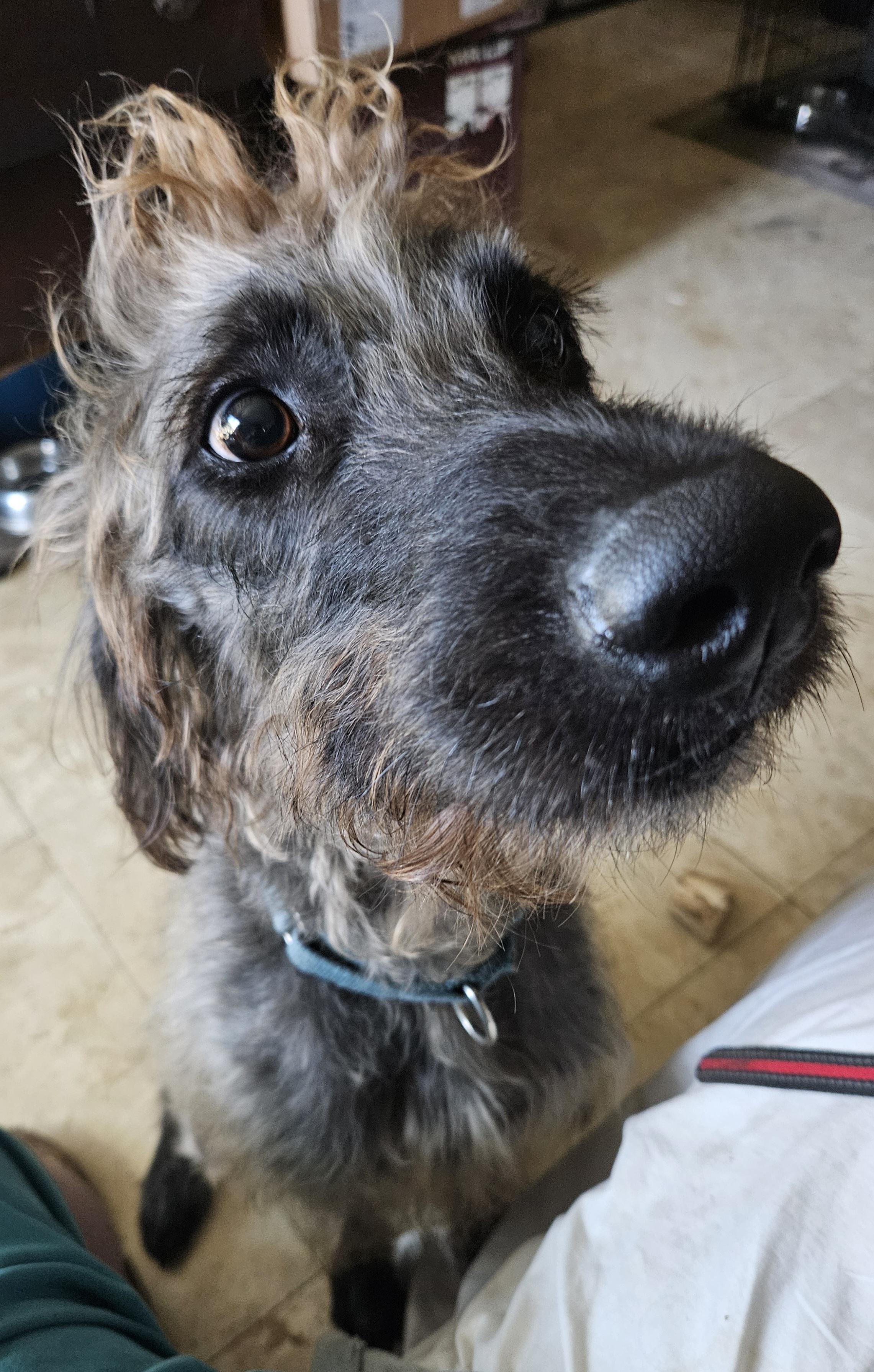 Grand. Extraordinary. High Intelligence. G E N T L E, a Adoptable mixed breed in St. Petersburg, FL image 4/4