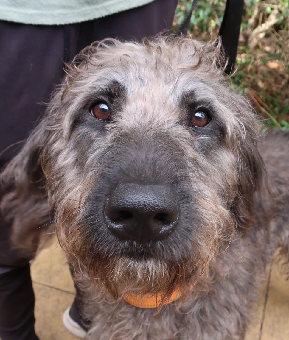 Grand. Extraordinary. High Intelligence. G E N T L E, Adoptable, Adult Male Standard Poodle.