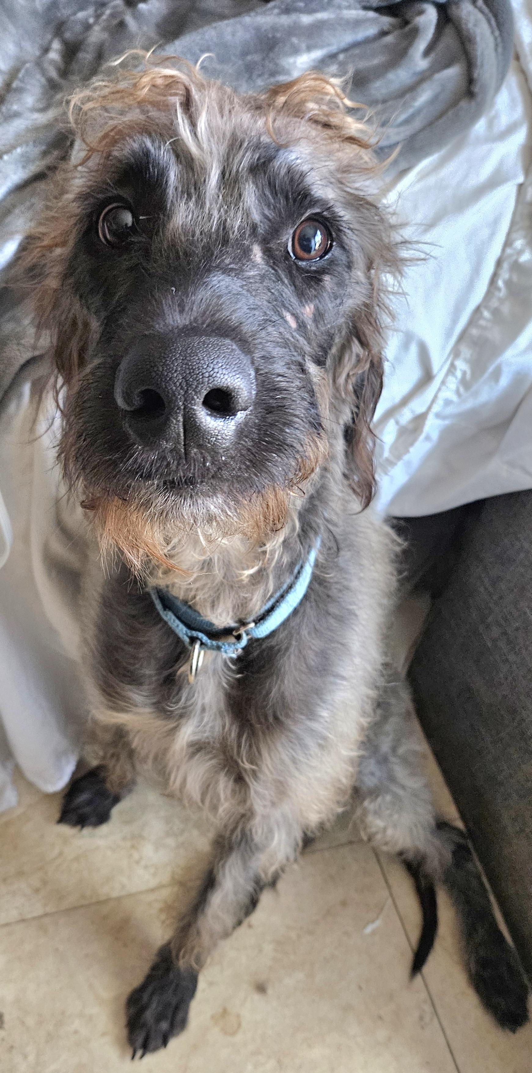 Grand. Extraordinary. High Intelligence. G E N T L E, a Adoptable mixed breed in St. Petersburg, FL image 3/4