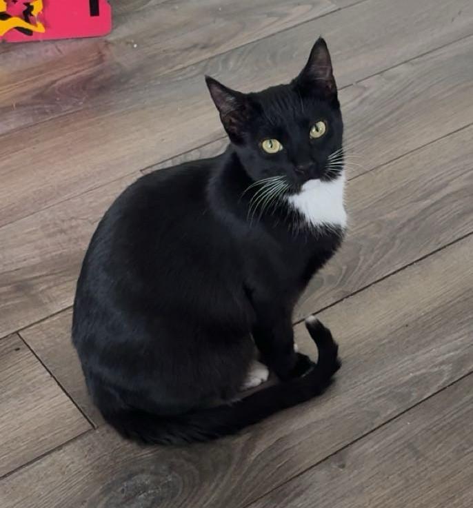 Claude, adopted, Adult Male Domestic Short Hair.