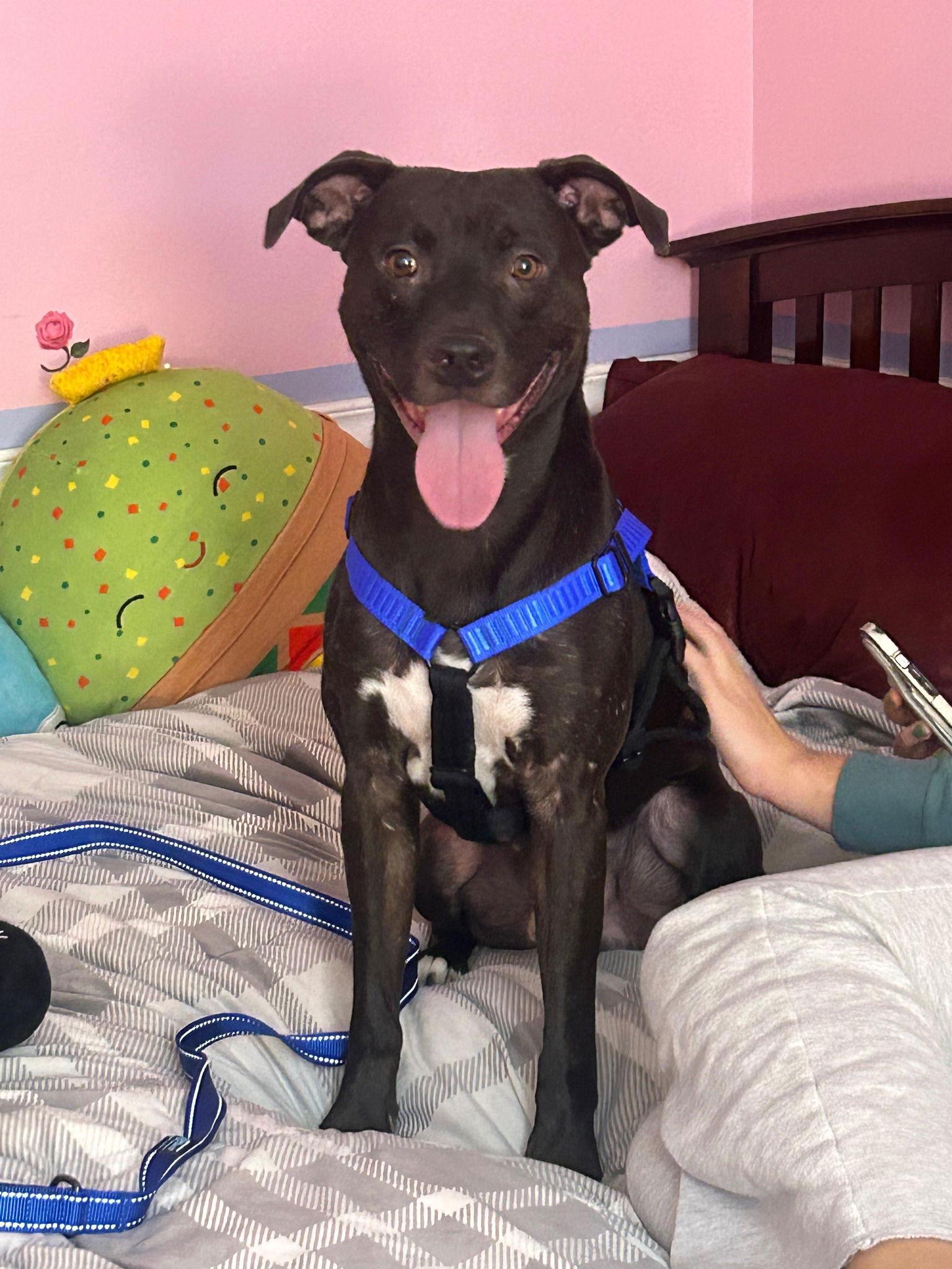 Enlarge Tic Tac, a Adoptable Pit Bull Terrier in Crete, IL image 1/1