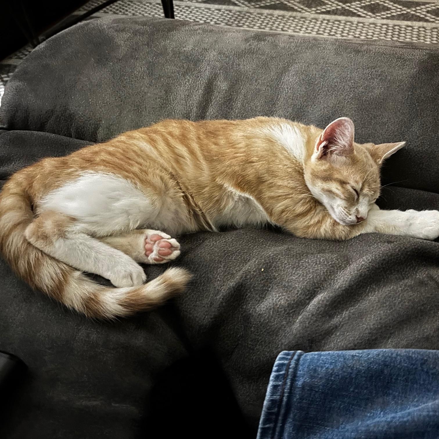 Peaches, Adoptable, Young Male Domestic Short Hair.