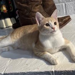 Peaches, Adoptable, Young Male Domestic Short Hair.