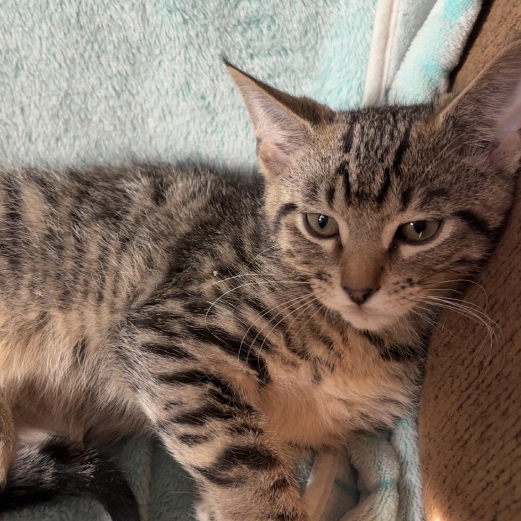 Harry, Adoptable, Kitten Male Domestic Short Hair.