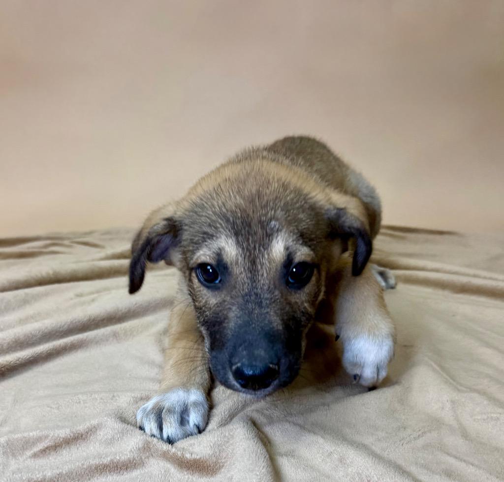 Kodiak, Adoptable, Puppy Male Shepherd & Labrador Retriever.