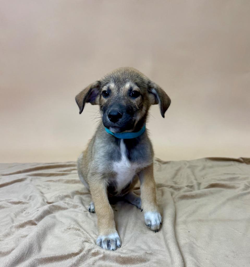 Enlarge Kodiak, a Adoptable mixed breed in Alvin, TX image 2/4