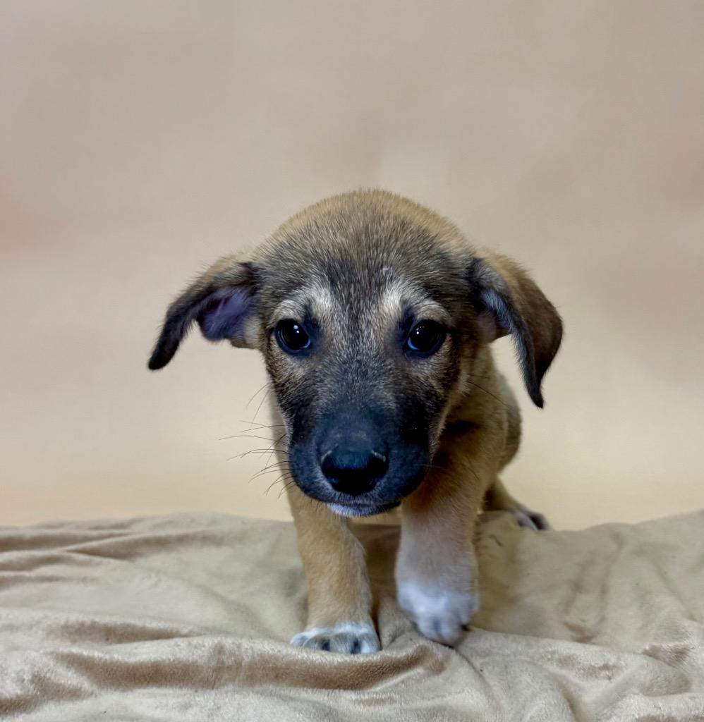 Enlarge Kodiak, a Adoptable mixed breed in Alvin, TX image 3/4