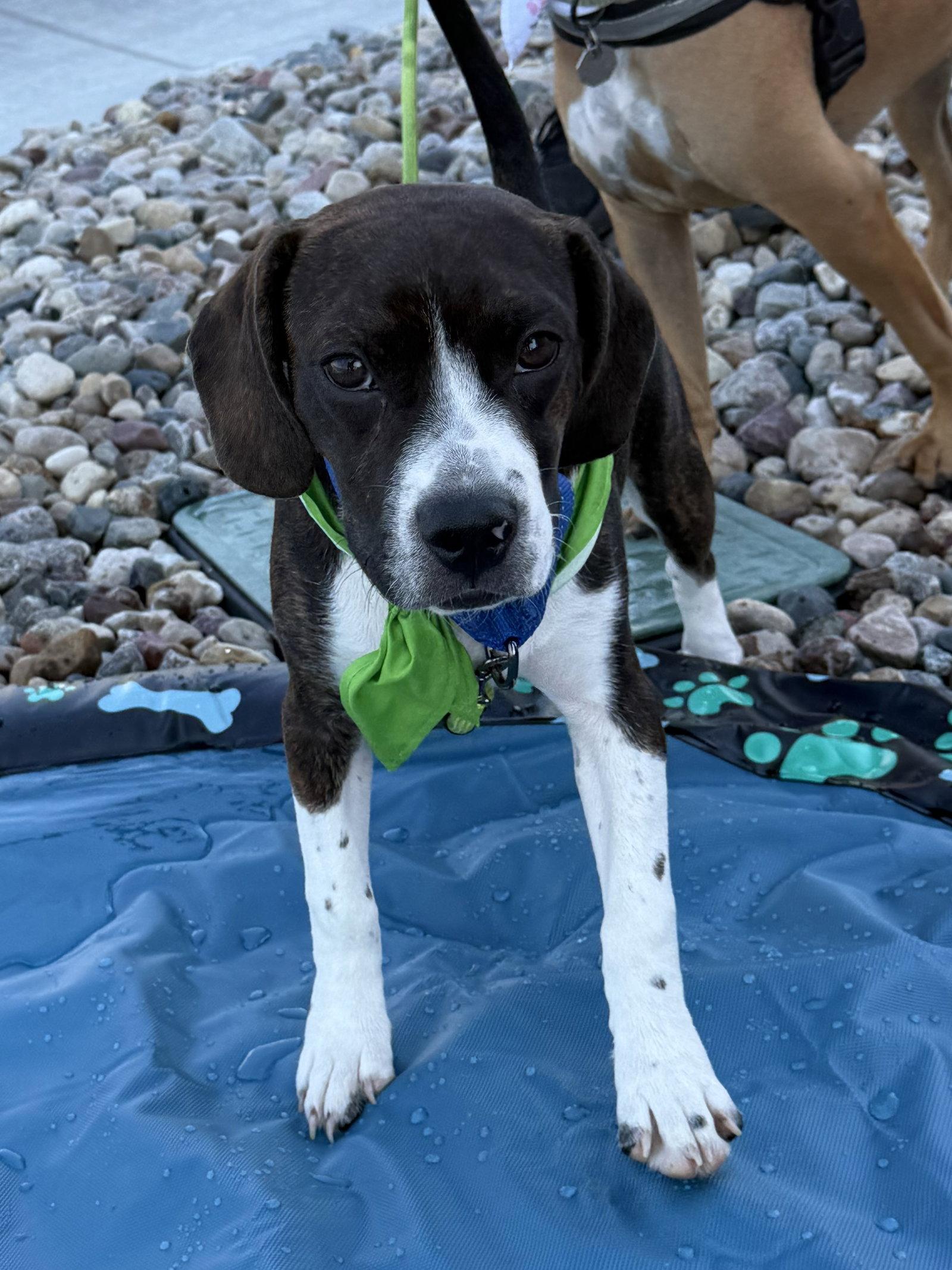 Chachi, Adoptable, Puppy Male Boston Terrier & Beagle.