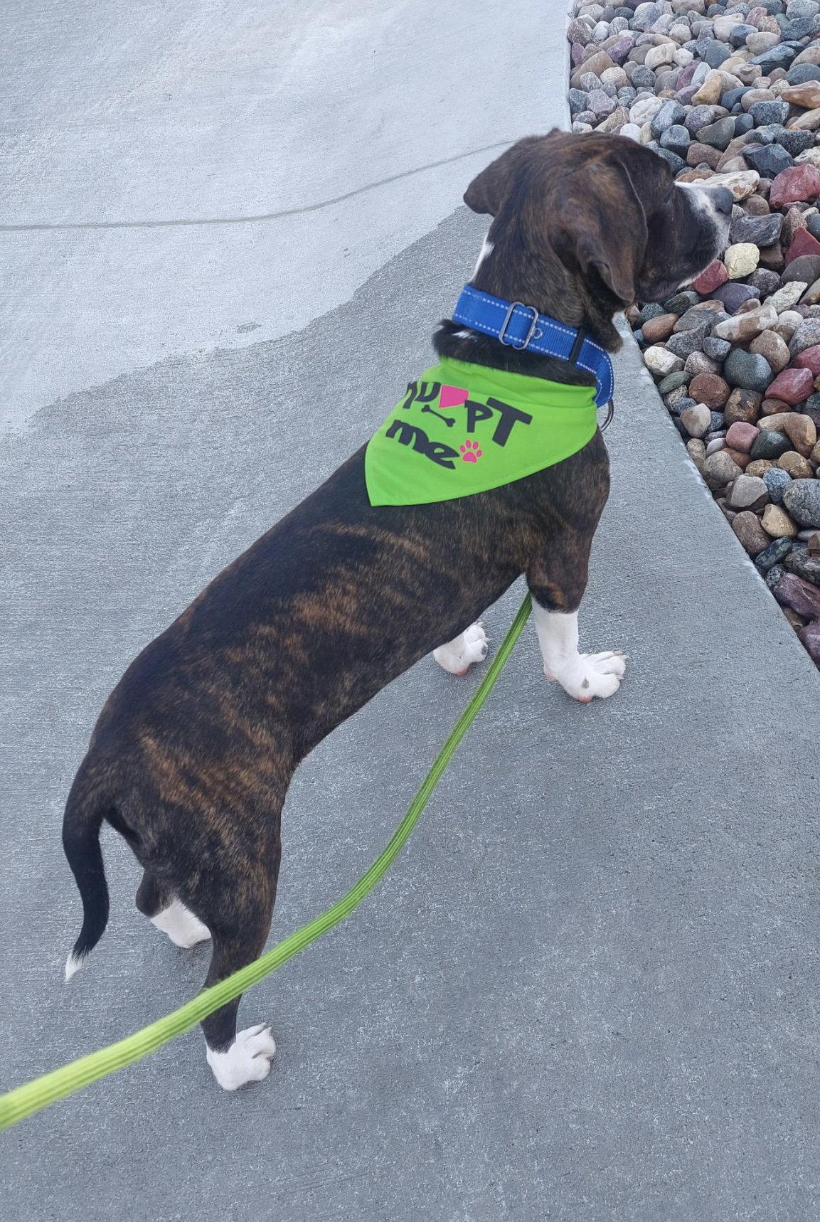 Enlarge Chachi, a Adoptable mixed breed in Omaha, NE image 2/3