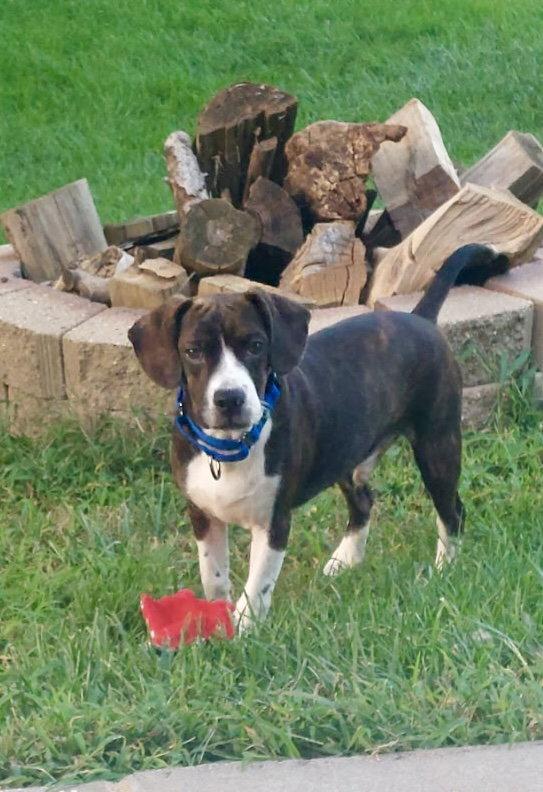 Enlarge Chachi, a Adoptable mixed breed in Omaha, NE image 3/3