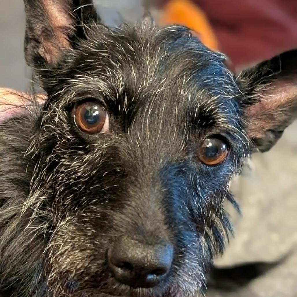 Enlarge Piper, a Adoptable mixed breed in Crystal, MN image 1/6