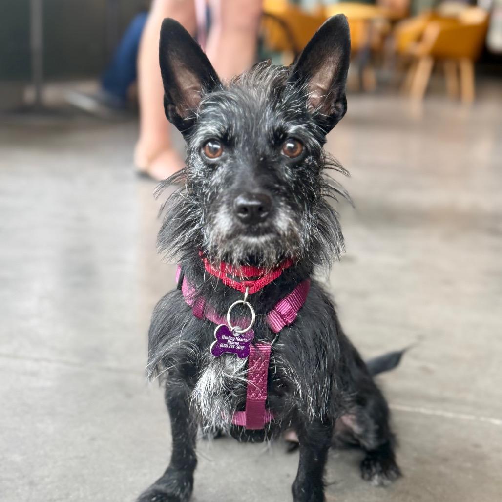 Enlarge Piper, a Adoptable mixed breed in Crystal, MN image 2/6