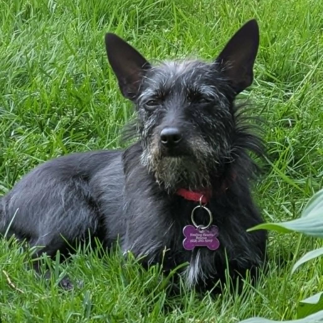 Enlarge Piper, a Adoptable mixed breed in Crystal, MN image 3/6