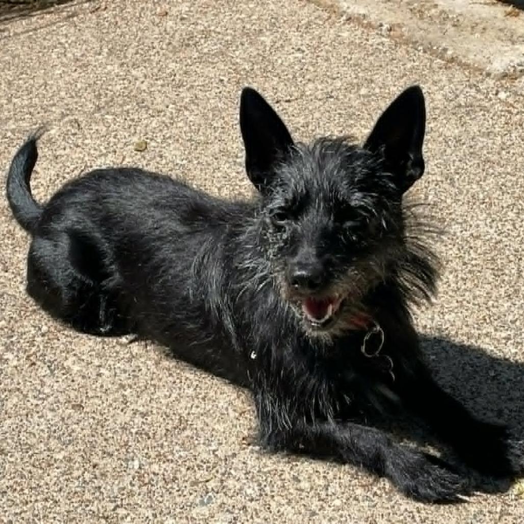 Enlarge Piper, a Adoptable mixed breed in Crystal, MN image 4/6