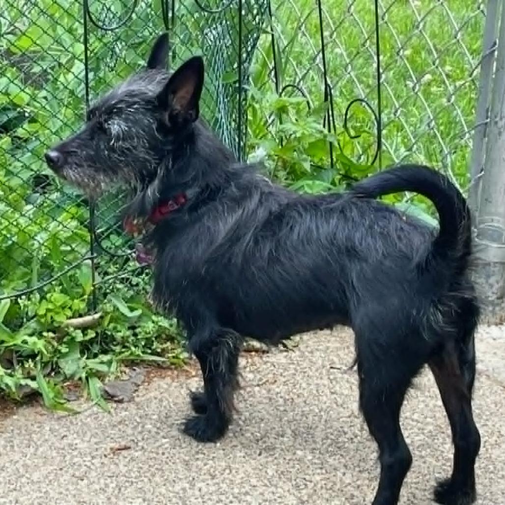 Enlarge Piper, a Adoptable mixed breed in Crystal, MN image 5/6