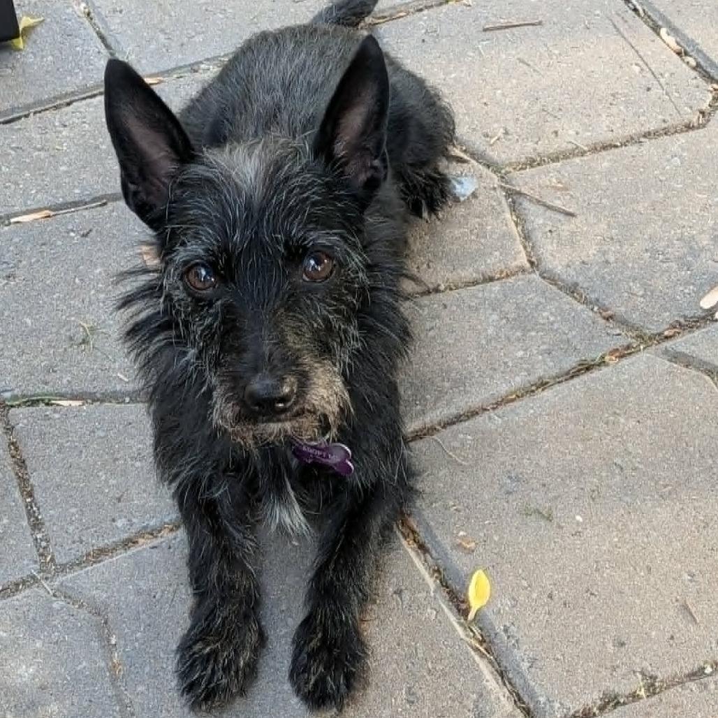 Enlarge Piper, a Adoptable mixed breed in Crystal, MN image 6/6