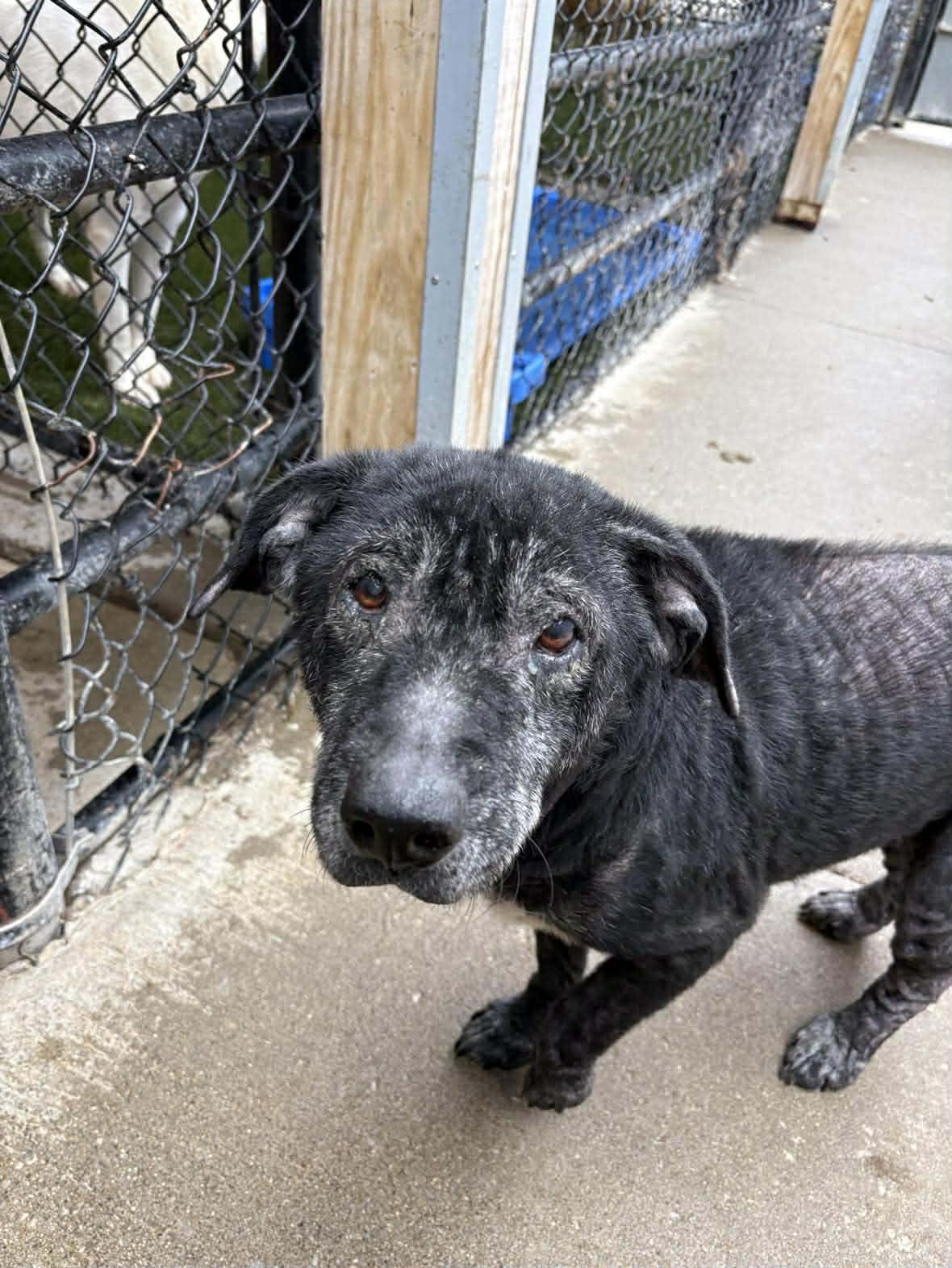 Enlarge Dottie, a ADOPTABLE mixed breed in Richmond, KY image 2/4