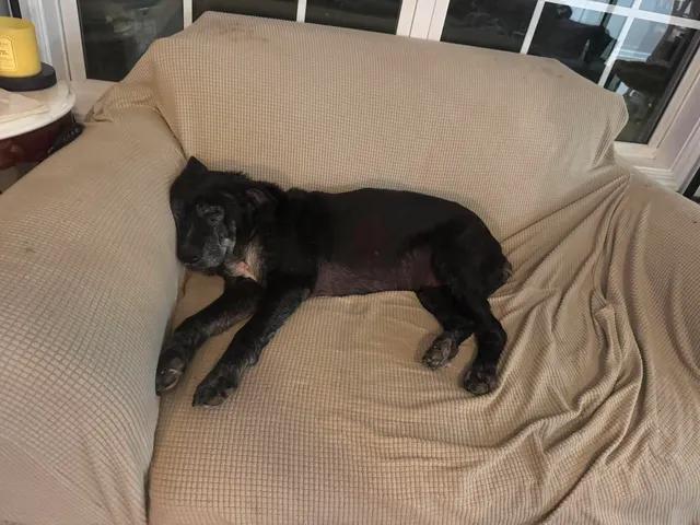 Enlarge Dottie, an adoptable mixed breed in Richmond, KY image 2/3