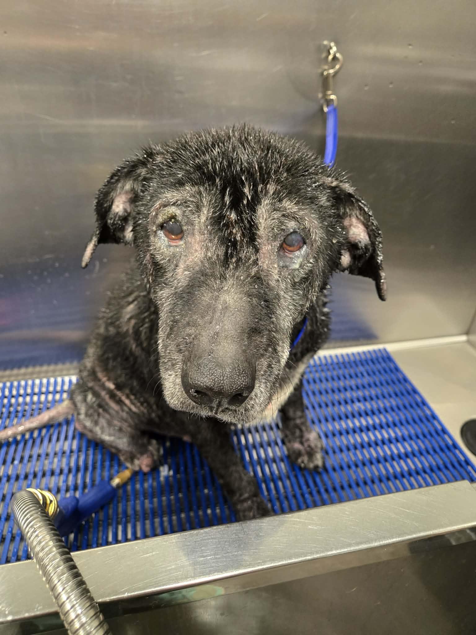 Enlarge Dottie, a ADOPTABLE mixed breed in Richmond, KY image 4/4